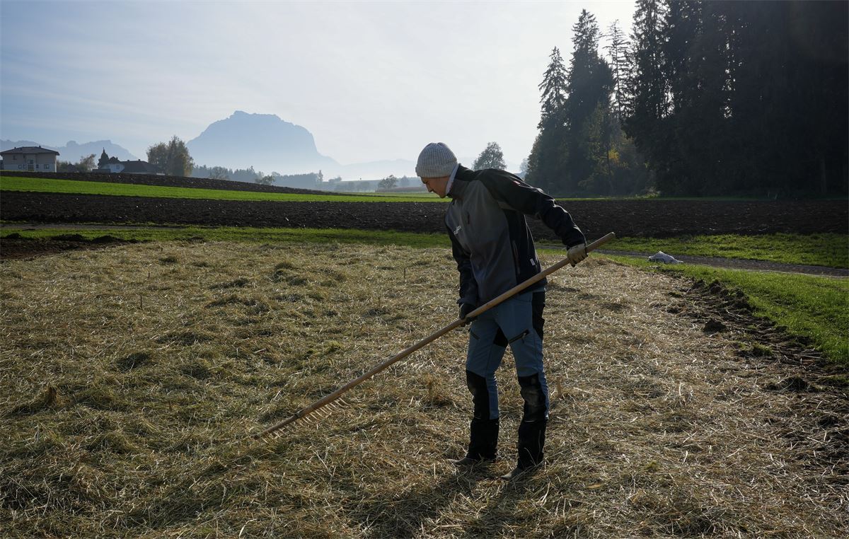 Marco verteilt Heumulch auf dem Knoblauchfeld