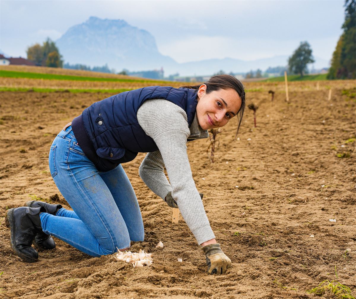 Julia beim händischen Stecken der Knoblauchzehen