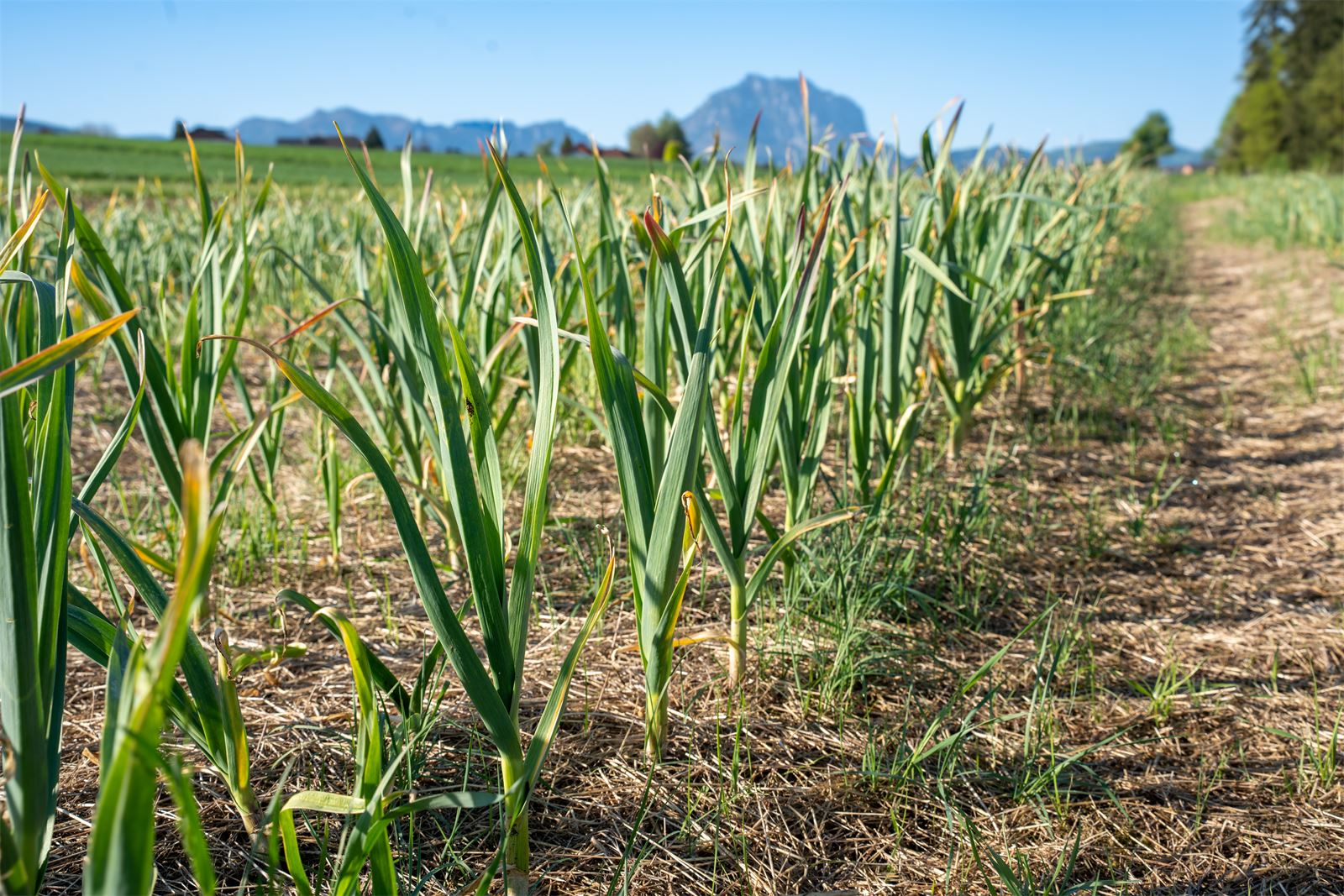 Knoblauchfeld in Kirchham mit dem Traunstein im Hintergrund
