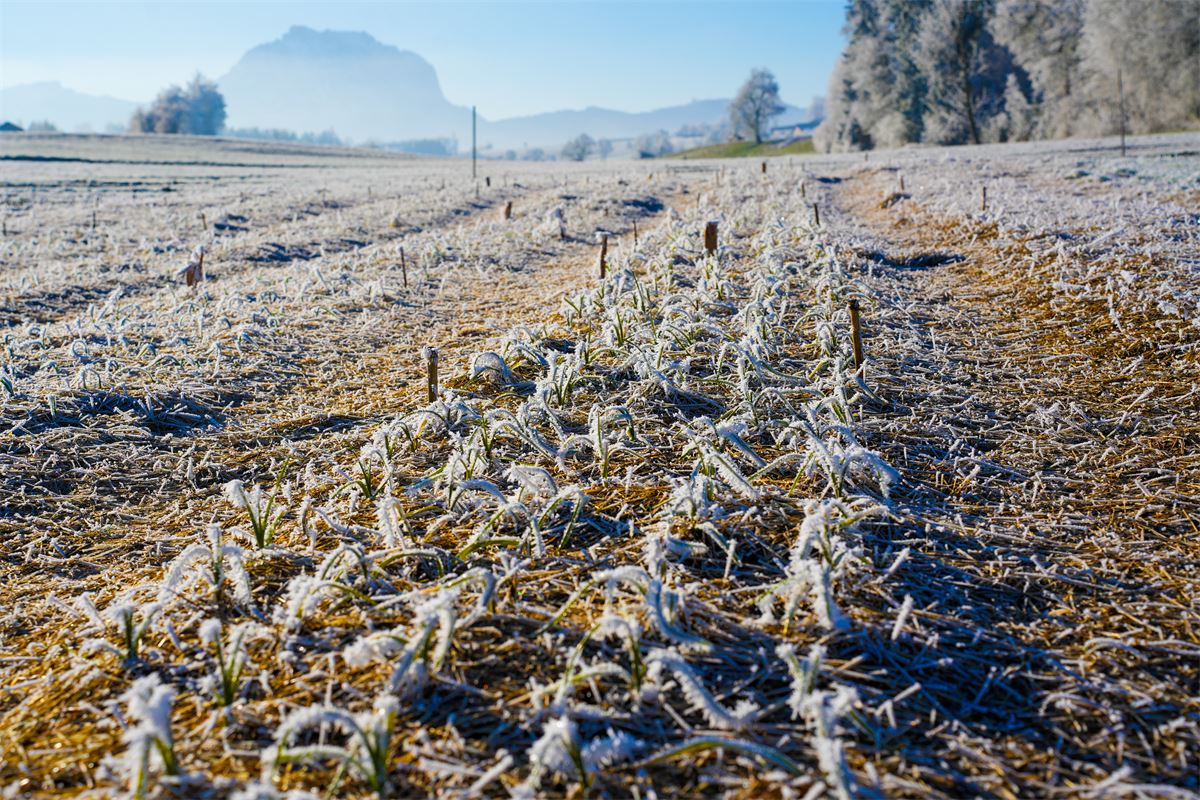 Frostiges Knoblauchfeld im Winter