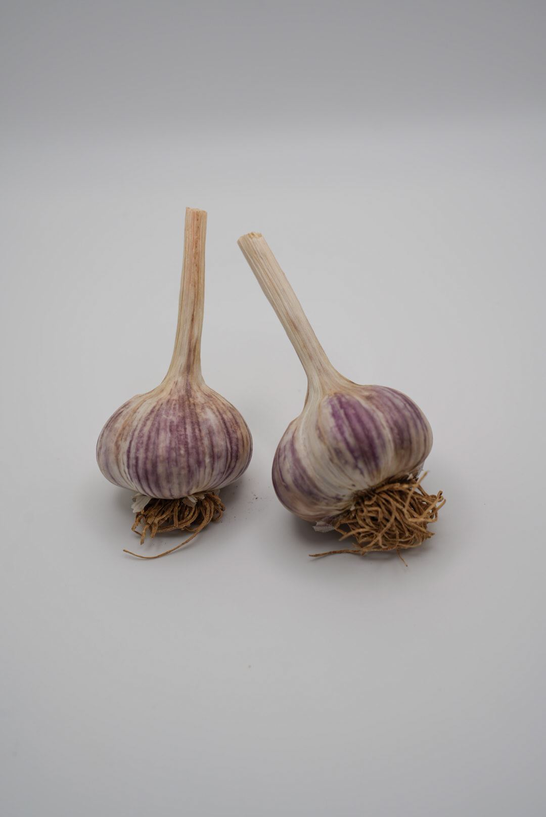 Premium-Knoblauch Ljubascha